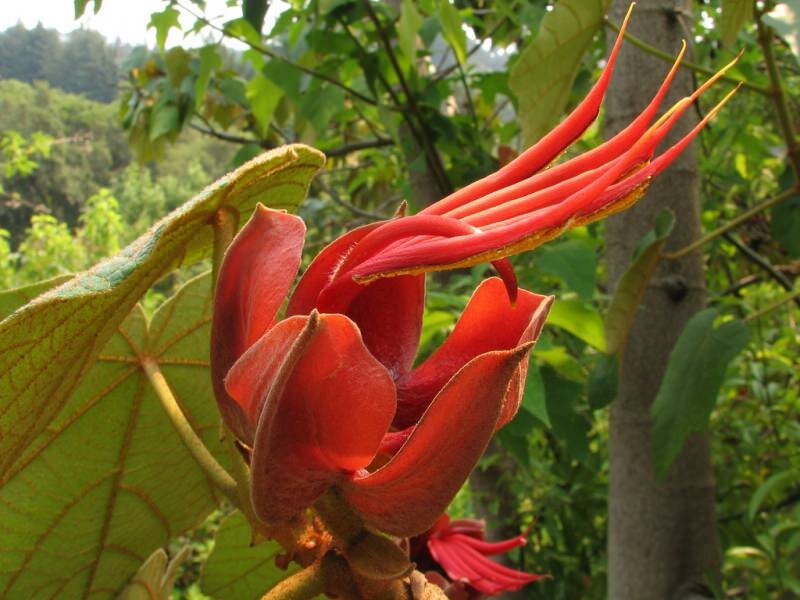 Affenhandbaum (Chiranthodendron pentadactylon)