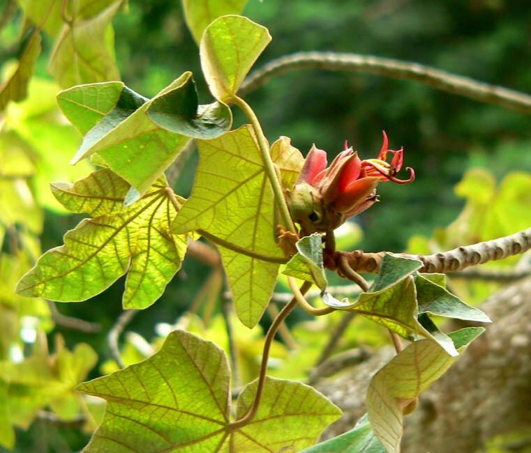 Affenhandbaum (Chiranthodendron pentadactylon)
