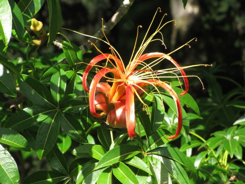 Madagaskar Affenbrotbaum (Adansonia madagascariensis)