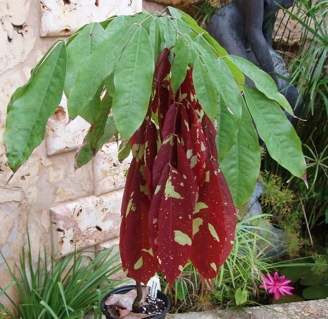 Cruz Caspi (Browneopsis ucayalina)
