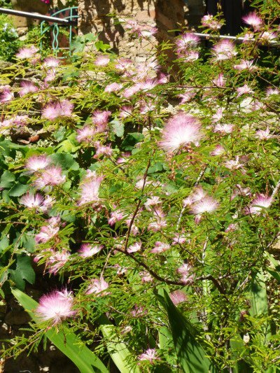 Feentuch (Calliandra eriophylla)