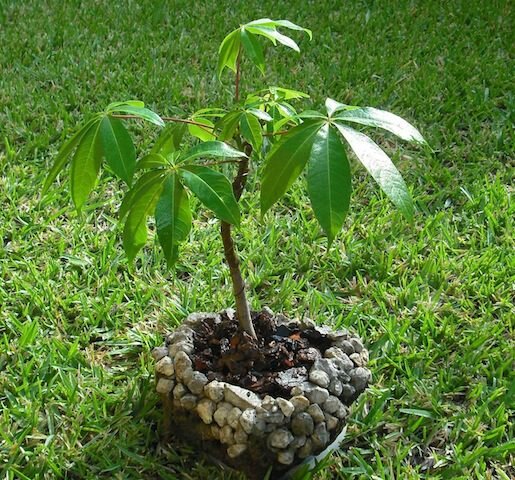 Kapokbaum (Ceiba pentandra)