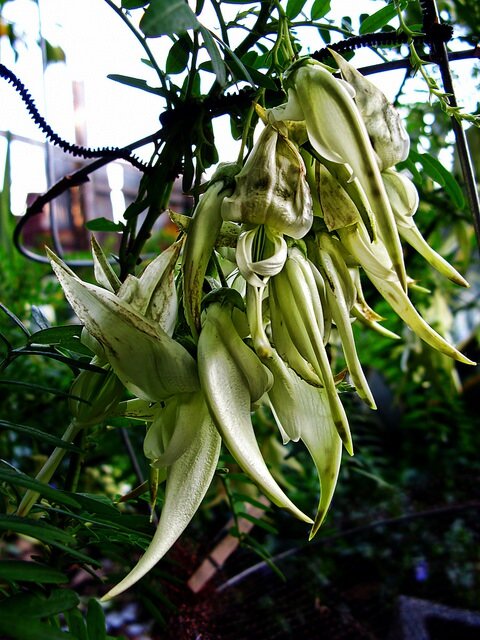 Wei&szlig;er Papageienschnabel (Clianthus puniceus 'alba')