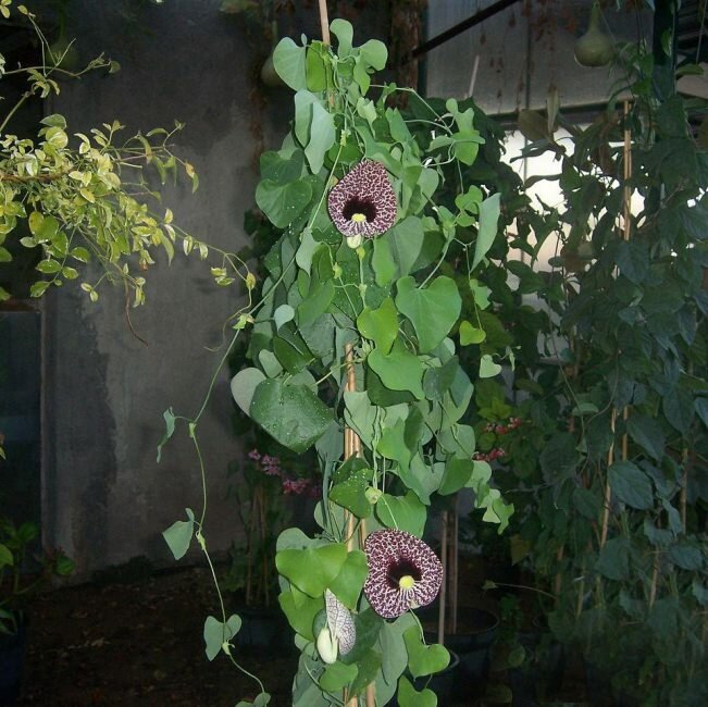 Kalichblume (Aristolochia elegans)