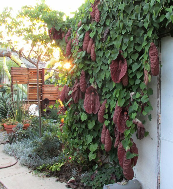 Riesen-Pfeifenblume (Aristolochia gigantea)