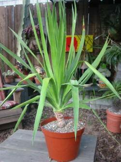 Drachenblutbaum (Dracaena draco)