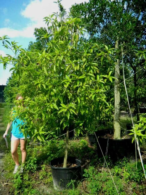 Goldene Champaca (Magnolia champaca)