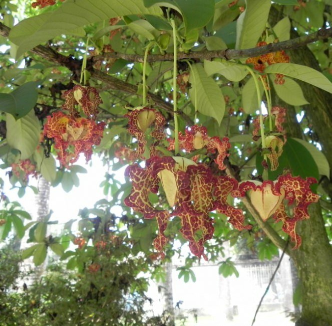 Muskatnuss (Monodora myristica)