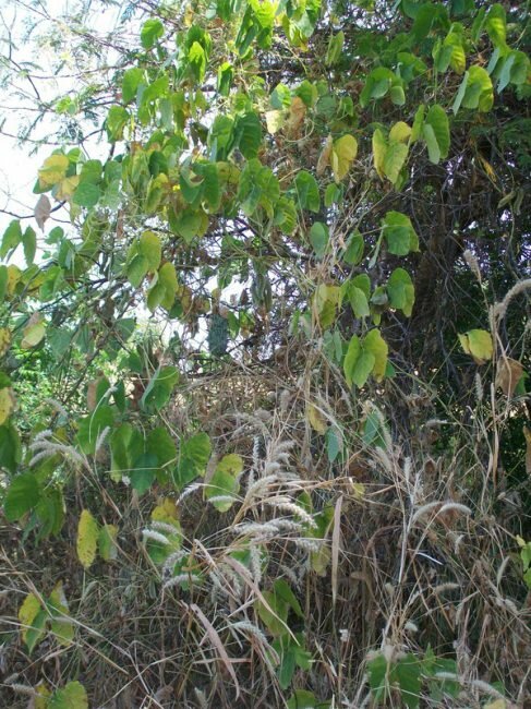 Samtbohne (Mucuna pruriens)