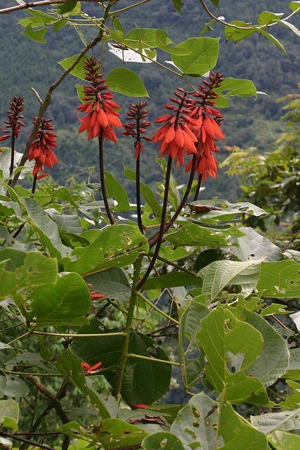 Korallenstrauch (Erythrina arborescens)