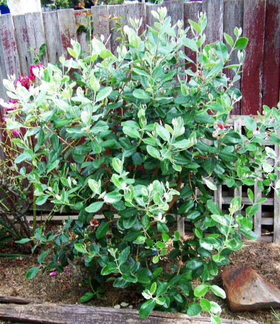 Ananasguave (Feijoa sellowiana)