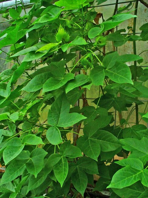Levante Baumwolle (Gossypium herbaceum)