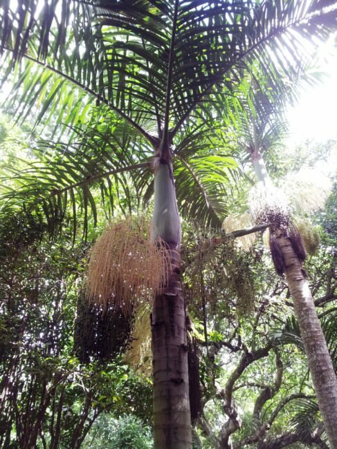 Spindelpalme (Hyophorbe verschaffeltii)