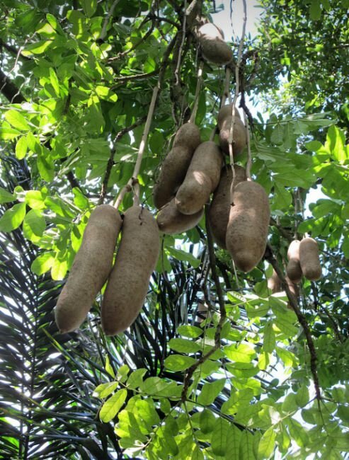 Wurstbaum (Kigelia africana)