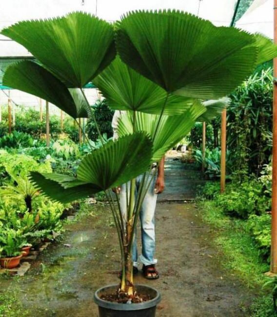 Vanuatu-F&auml;cherpalme (Licuala grandis)