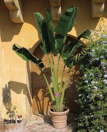Reisendenbaum (Ravenala madagascariensis)