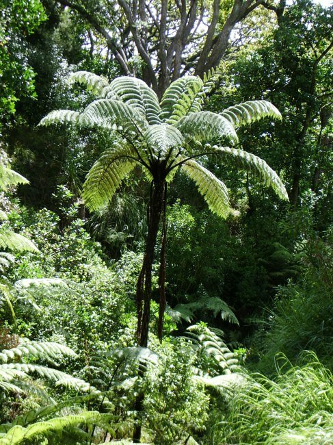 Schwarzer Baumfarn (Cyathea medullaris)
