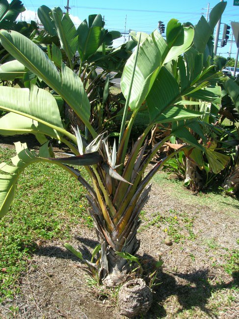 Natal-Paradiesvogelblume (Strelitzia nicolai)