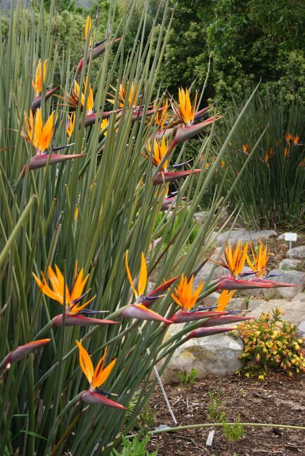 Speerf&ouml;rmige Paradiesvogelblume (Strelitzia juncea)