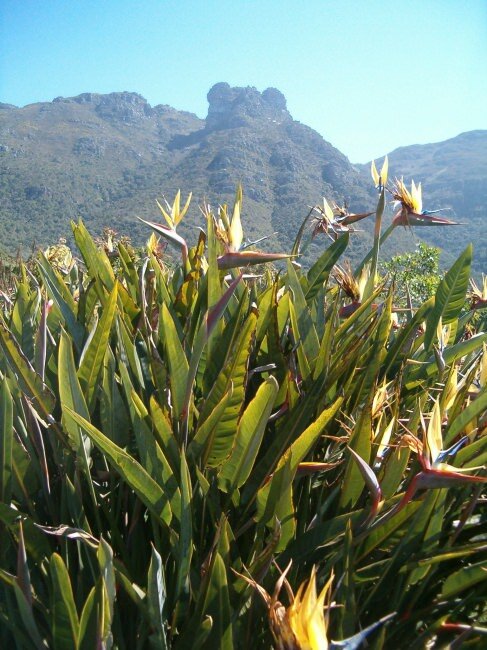 Gelbe Paradiesvogelblume (Strelitzia reginae 'Mandela's Gold')