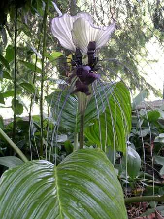 Wei&szlig;e Fledermausblume (Tacca integrifolia)