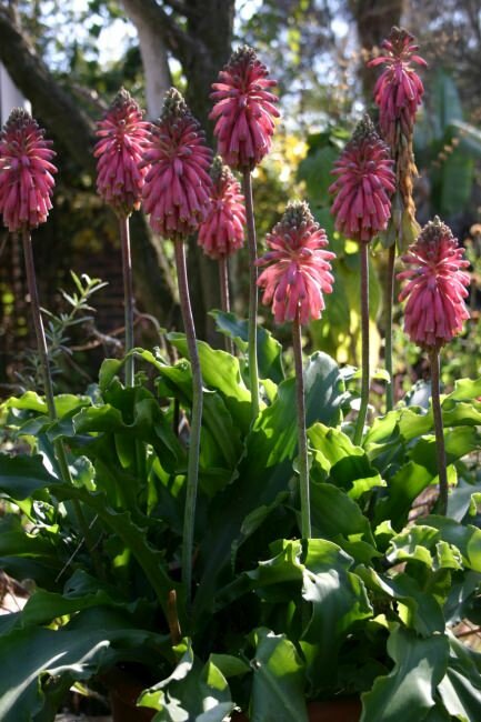 Waldlilie (Veltheimia bracteata)