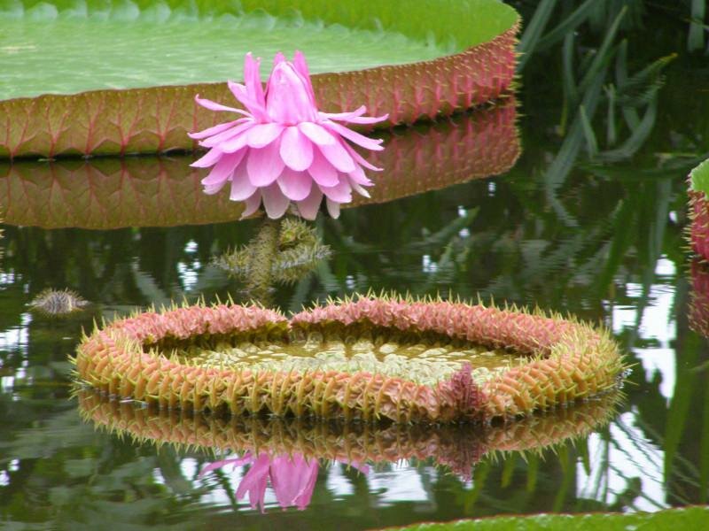 Victoria-Seerose (Victoria amazonica)