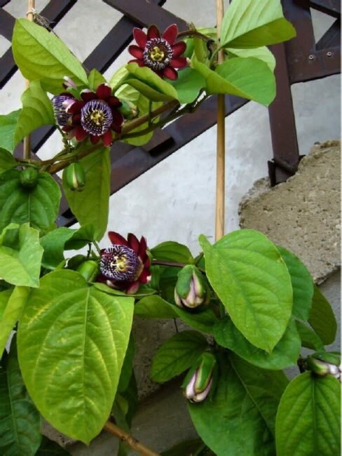 Gefl&uuml;gelte Passionsblume (Passiflora alata)