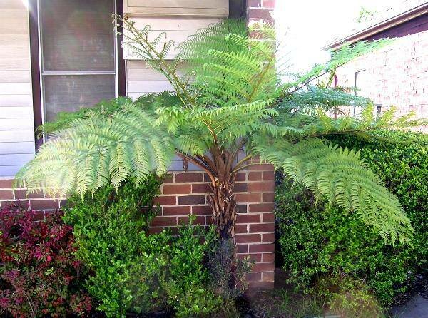 Baumfarn (Cyathea australis)