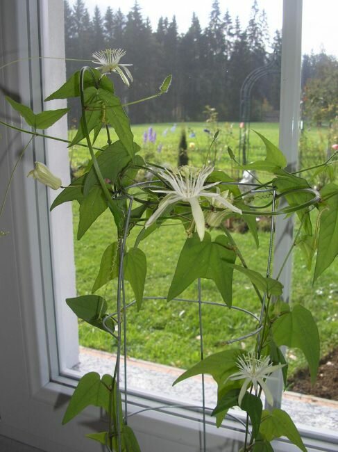 Passionsblume (Passiflora capsularis)