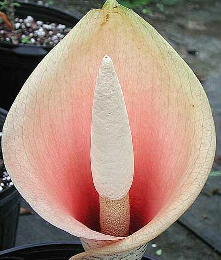 Voodoo-Lilie (Amorphophallus bulbifer)