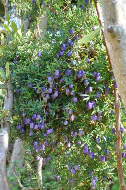 Lila Apfelbeere (Billardiera longiflora)