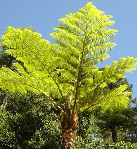 Norfolk-Baumfarn (Cyathea brownii)