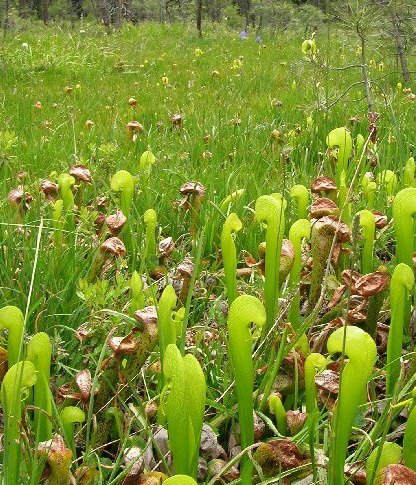 Kobra-Lilie (Darlingtonia californica)