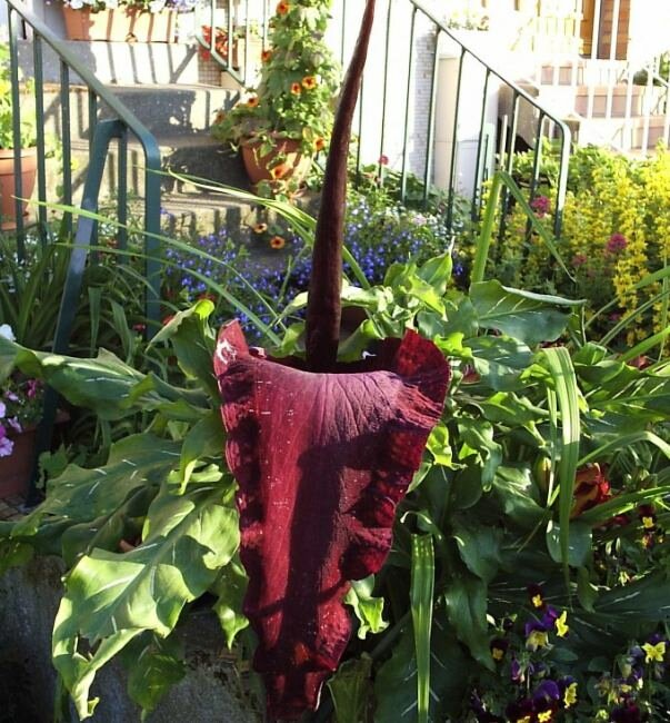 Drachenwurz (Dracunculus vulgaris)