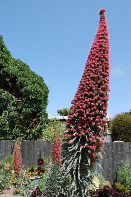 Schlangenwurz (Echium wildpretii)