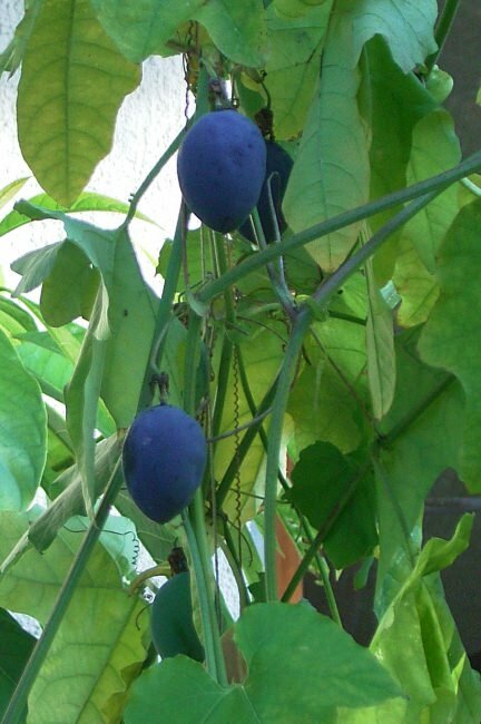 Waldpassionsblume (Passiflora morifolia)