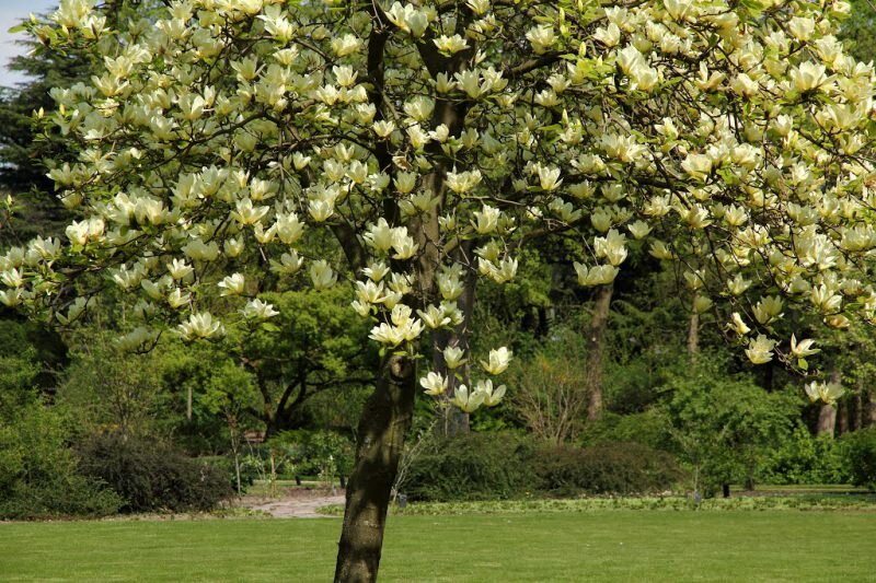 Gurkenmagnolie (Magnolia acuminata)