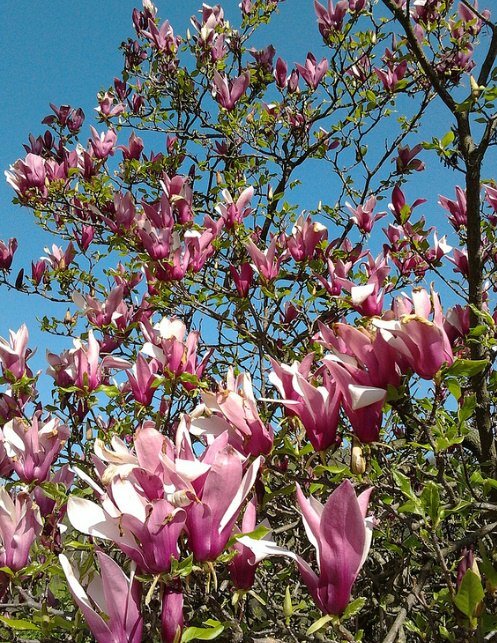 Violette Magnolie (Magnolia liliiflora)