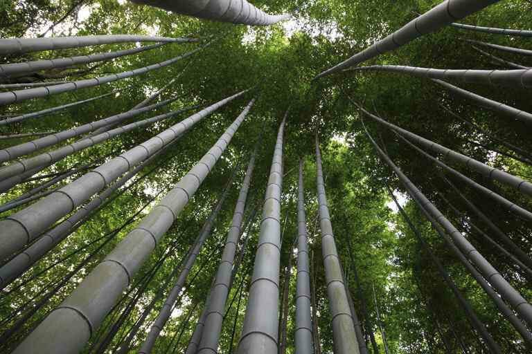 Moso-Riesenbambus (Phyllostachys edulis)