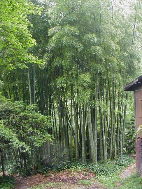 Moso-Riesenbambus (Phyllostachys edulis)