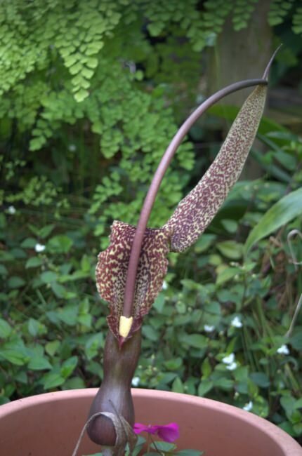Voodoo-Lilie (Typhonium venosum)