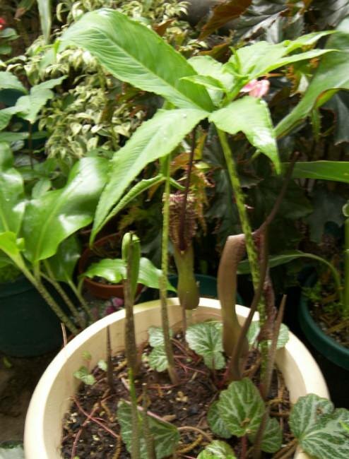 Voodoo-Lilie (Typhonium venosum)