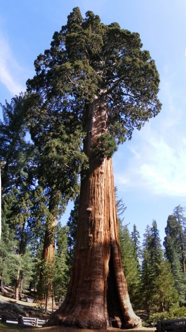 Mammutbaum (Sequoiadendron giganteum)
