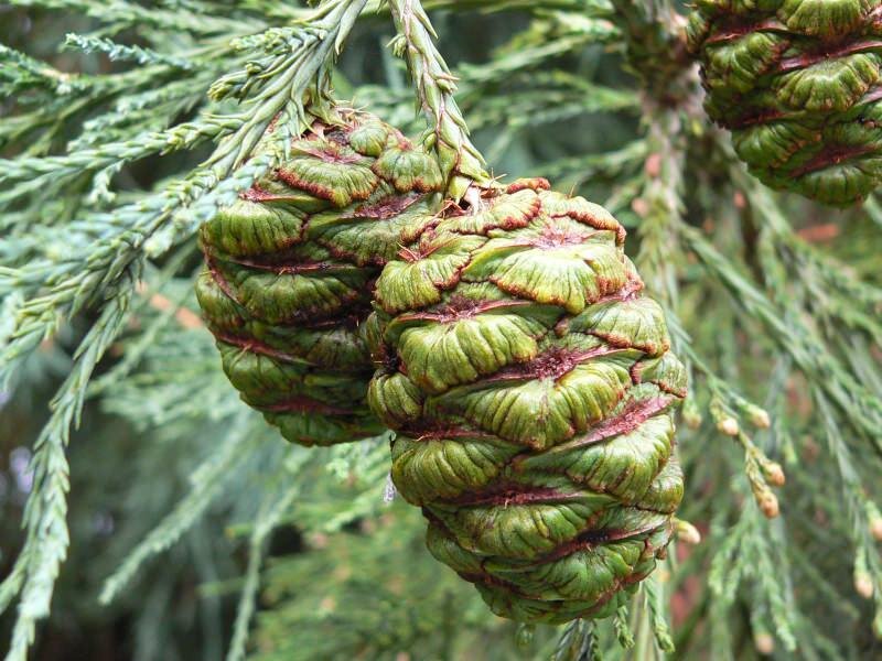 Mammutbaum (Sequoiadendron giganteum)
