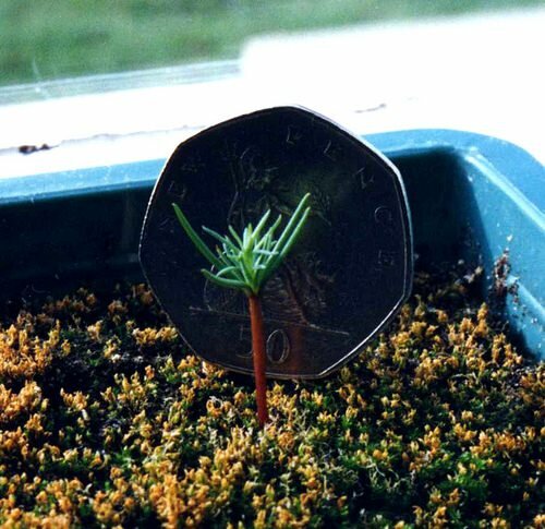 Mammutbaum (Sequoiadendron giganteum)
