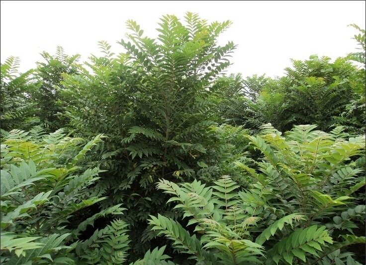 Chinesischer Ton (Toona sinensis)