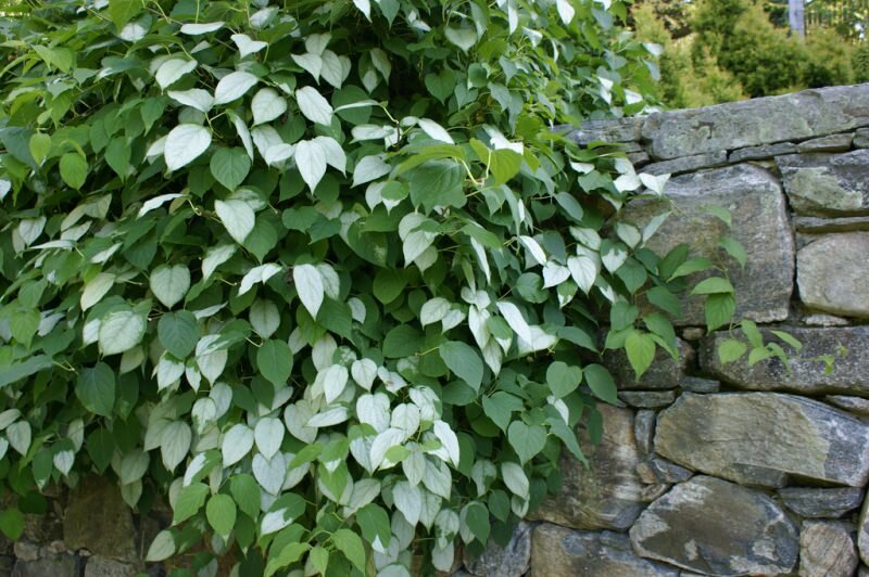Silberrebe-Kiwi (Actinidia polygama)