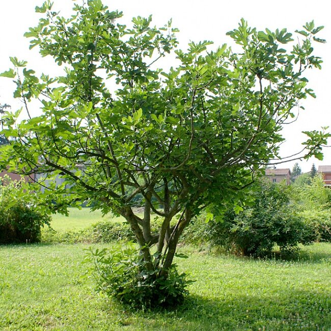 Feige (Ficus carica)