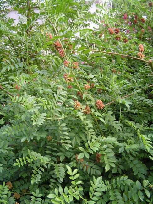 S&uuml;&szlig;holz (Glycyrrhiza glabra)